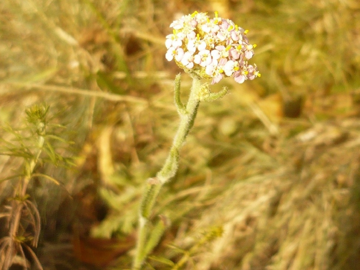 Achillea roseoalba (Asteraceae)